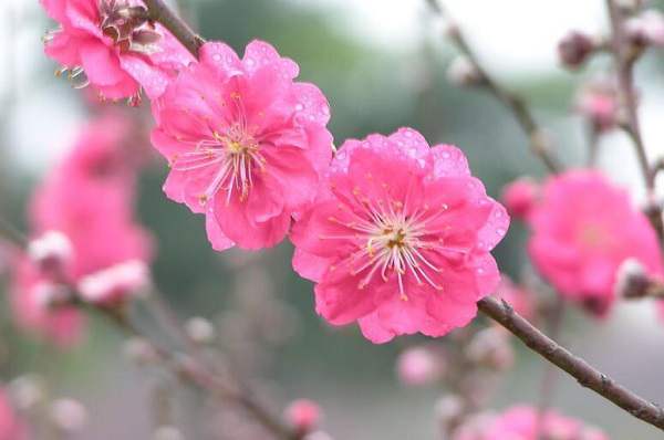 描写花的句子短句(绚烂花香，抚慰人心)
