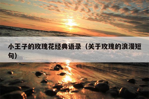 小王子的玫瑰花经典语录（关于玫瑰的浪漫短句）