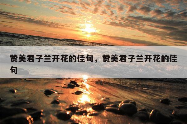 赞美君子兰开花的佳句，赞美君子兰开花的佳句