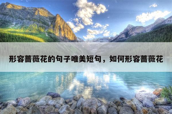 形容蔷薇花的句子唯美短句，如何形容蔷薇花