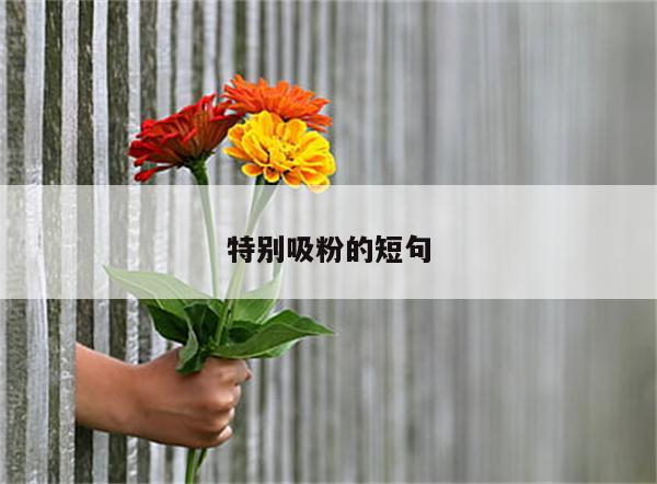 特别吸粉的短句