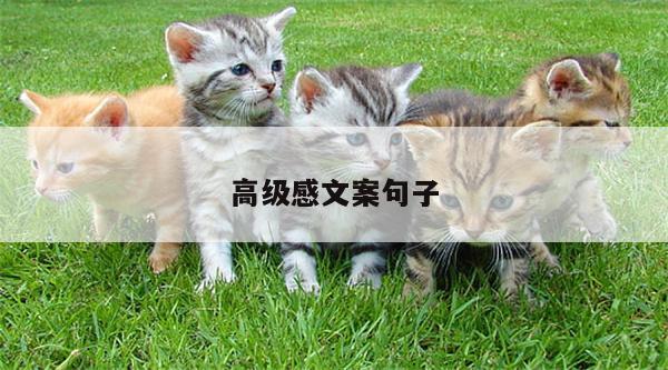 高级感文案句子