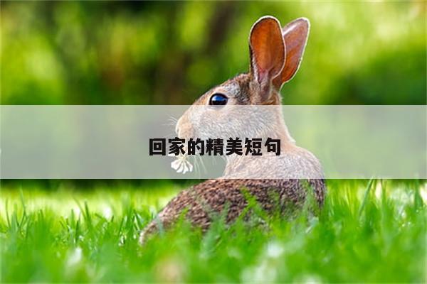 回家的精美短句